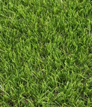 daleside-40mm-artificial-grass-closeup_1600x1600-1.jpg