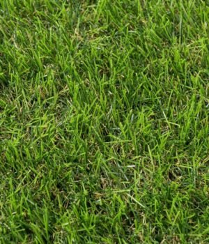 stamford-40mm-artificial-grass-close-up_1600x1600-1.jpg